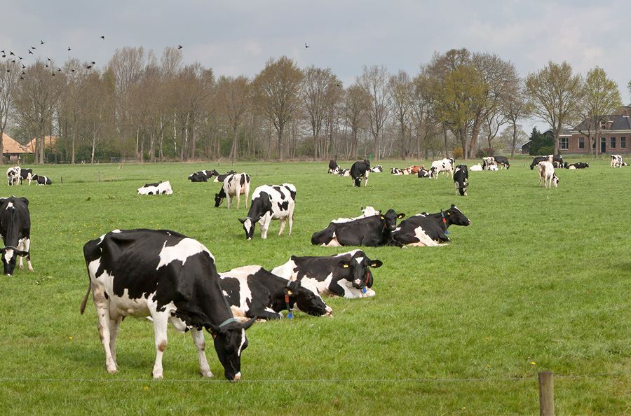 Image de la catégorie Dérouleuses