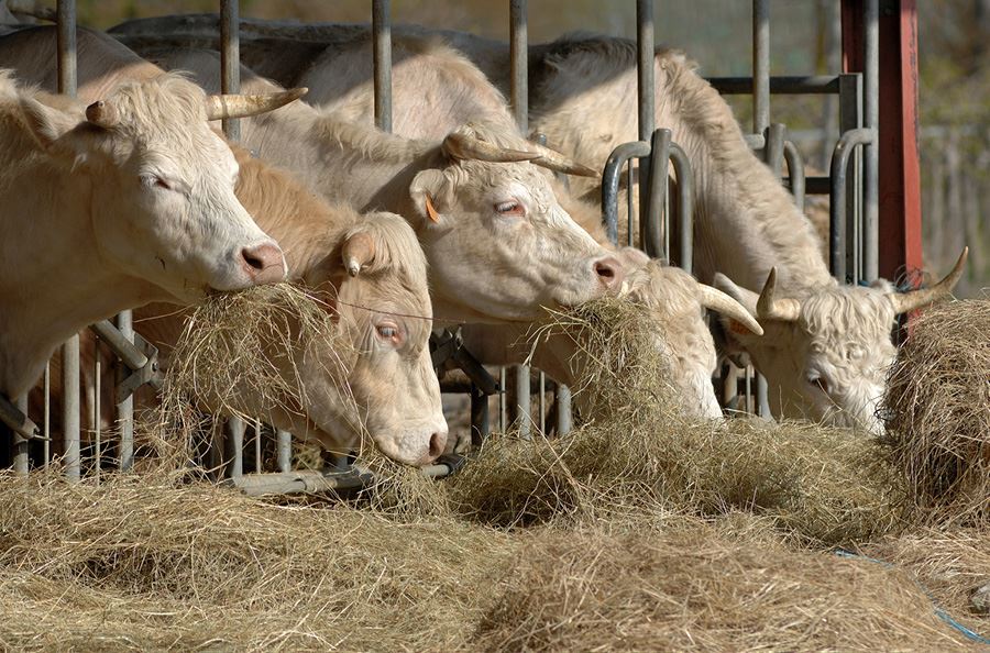 Image de la catégorie Lame ensilage